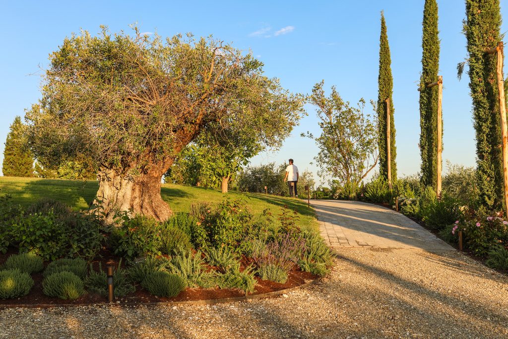 Grande ulivo in un'aiuola di piante aromatiche accanto al percorso del parco, con un filare di cipressi sulla destra.